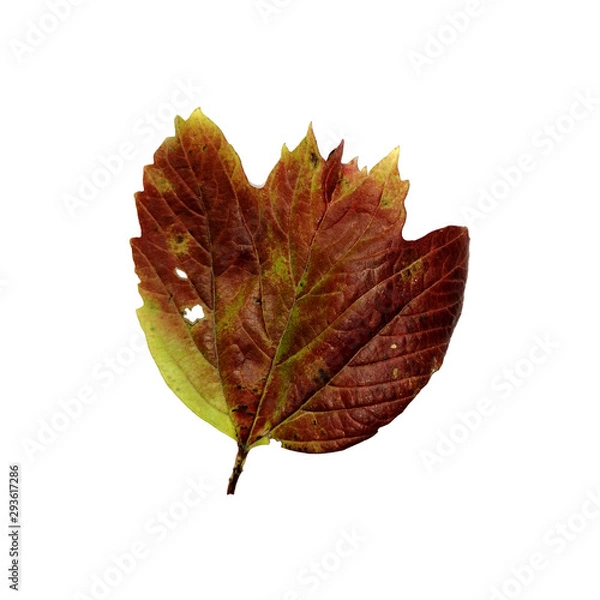 Fototapeta Beautiful colorful autumn leaf isolated on white background. Autumn symbol , seasonal themed concept , icon of the fall weather. Chokeberry leaf, dark red.