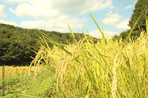 Obraz 石畑の棚田　栃木県茂木町