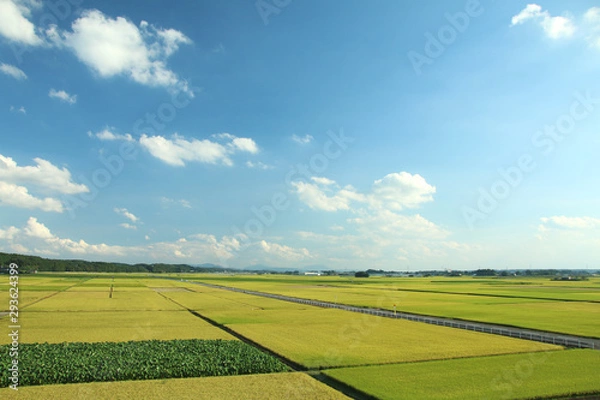 Obraz 田園風景　栃木県高根沢町