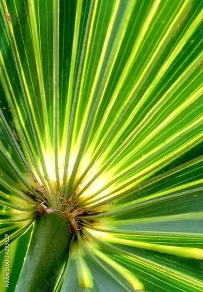 Obraz backlit palm leaf