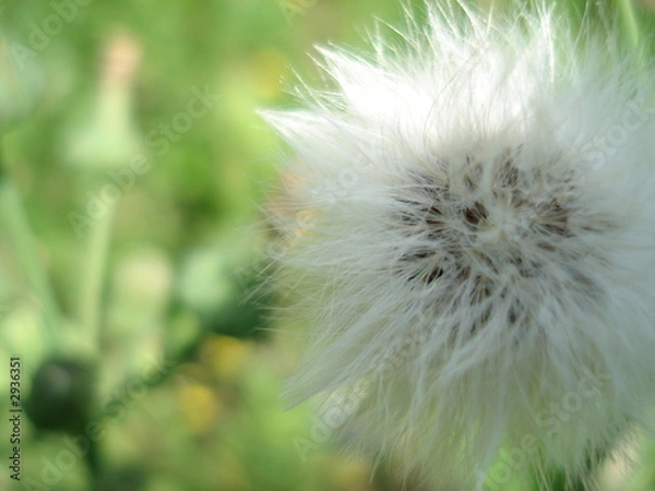 Obraz aged dandelion