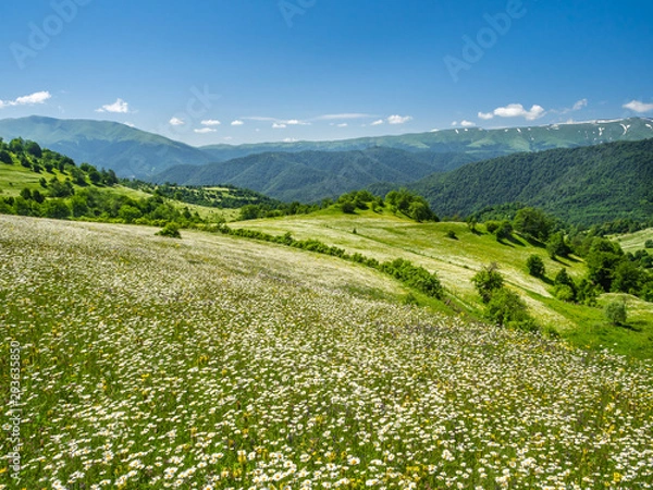 Obraz Countless wildflowers blooming in abundance on green hillsides