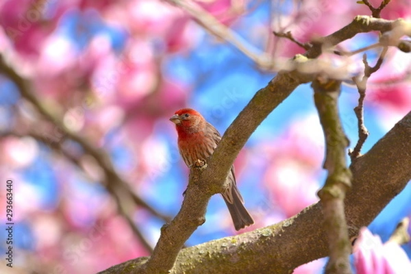 Obraz Finch on Magnolia Tree