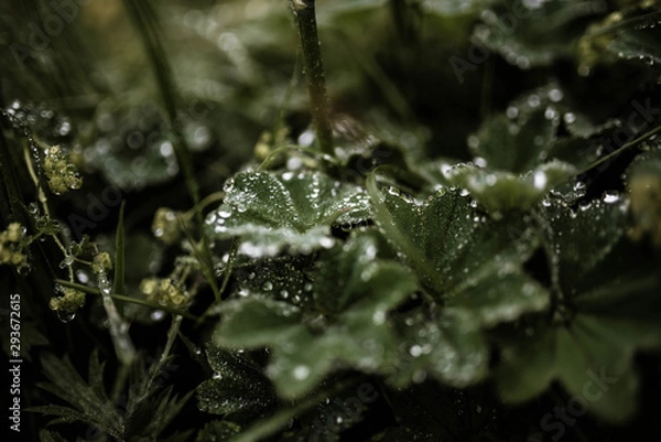Obraz raindrops on green leaves
