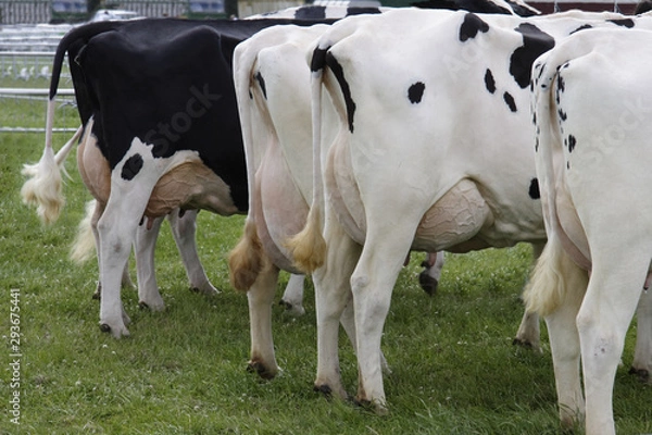 Fototapeta cows rear ends