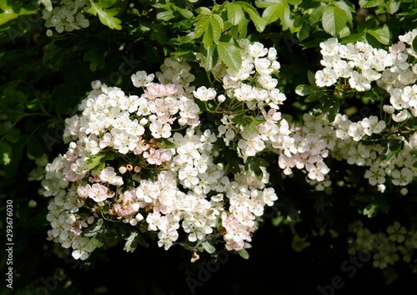 Obraz hawthorn flowers