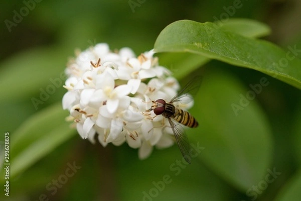 Fototapeta Insect called Hoverfly (Meliscaeva cinctella) sitting on white flower.