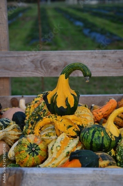 Obraz Heap of autumn pumpkins