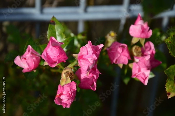 Obraz Pink Chinese roses in the garden