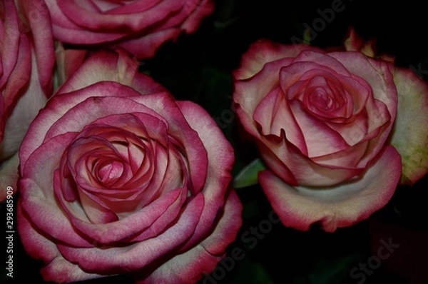 Obraz Red roses on a black background