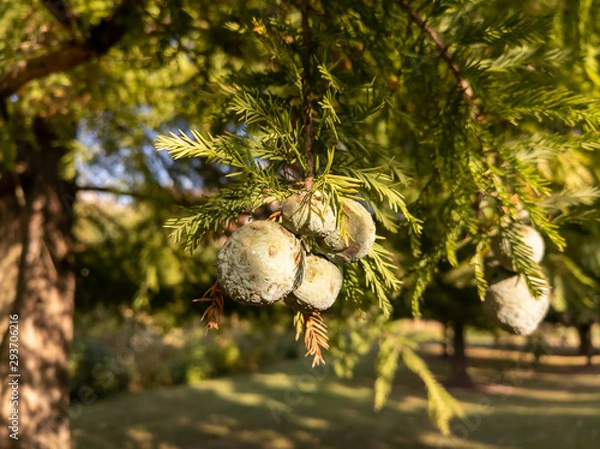 Obraz Bald Cypress Cones
