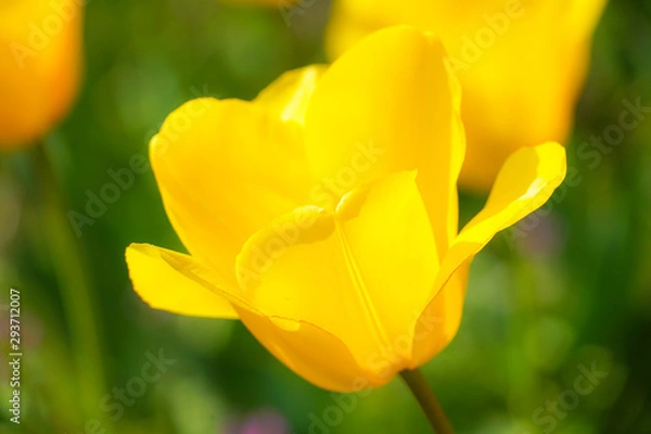 Fototapeta 黄色のチューリップ畑のイメージ