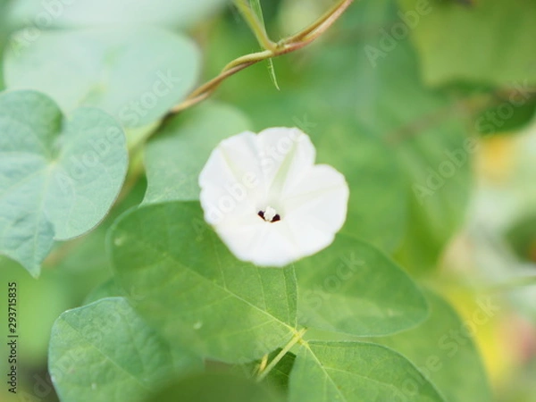 Obraz OLYMPUS DIGITAL CAMERA