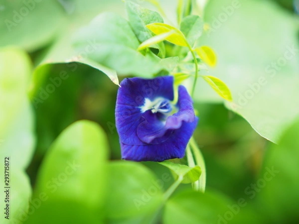 Obraz OLYMPUS DIGITAL CAMERA