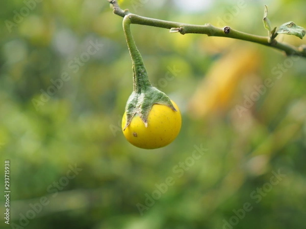 Obraz OLYMPUS DIGITAL CAMERA