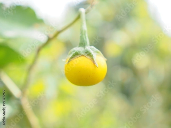 Obraz OLYMPUS DIGITAL CAMERA