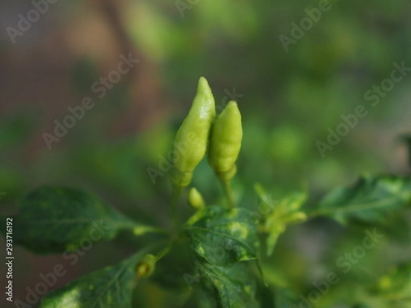 Obraz OLYMPUS DIGITAL CAMERA