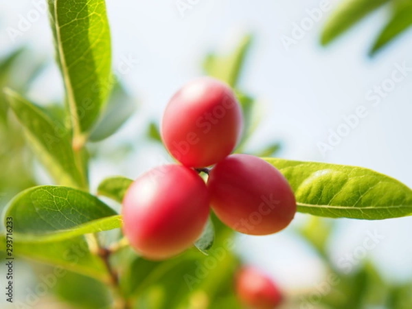 Obraz OLYMPUS DIGITAL CAMERA