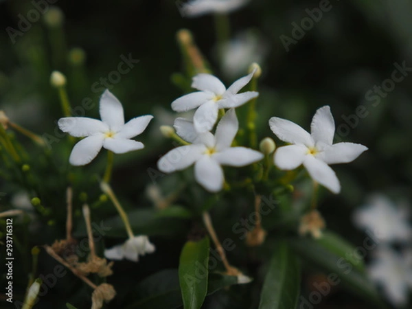 Obraz OLYMPUS DIGITAL CAMERA