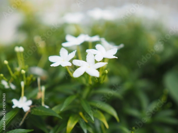 Obraz OLYMPUS DIGITAL CAMERA