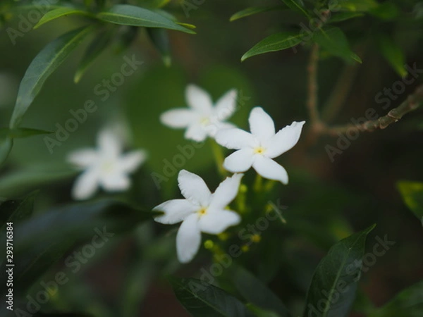 Obraz OLYMPUS DIGITAL CAMERA