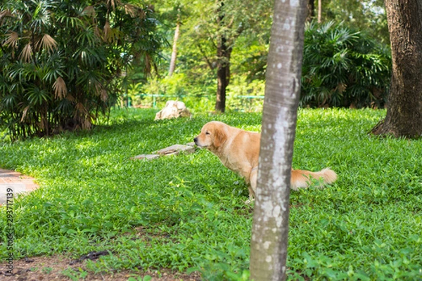 Obraz Golden Retriever Dog Pooping on Grasses
