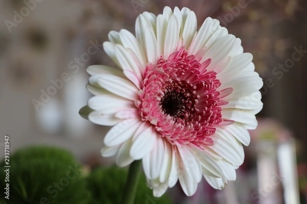 Obraz Close up of a Gerbera flower