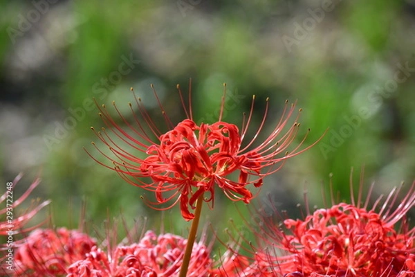 Fototapeta ヒガンバナ