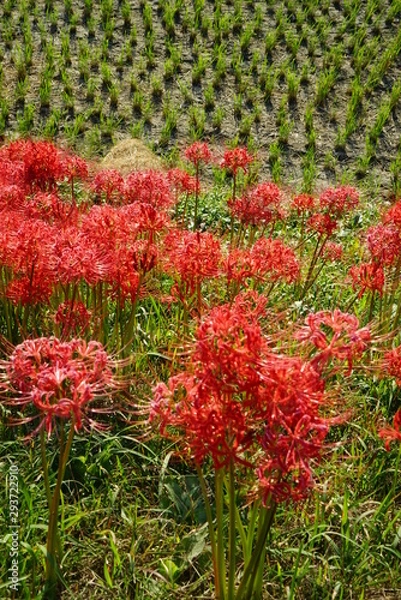 Fototapeta ヒガンバナ