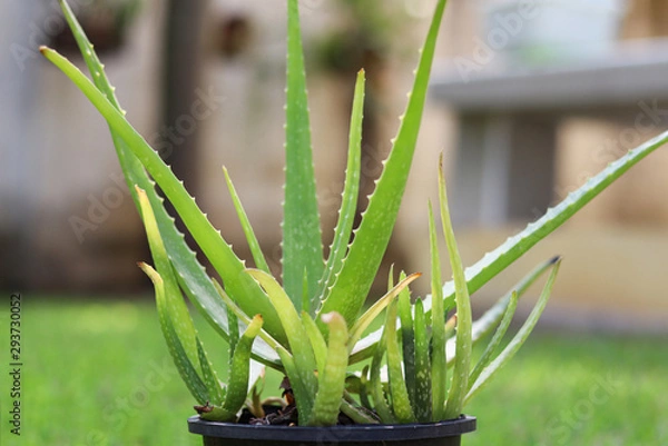 Obraz Aloe vera plant in pot on lawn with blurred background.
