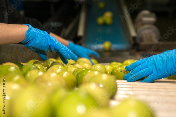 Fototapeta Manual selection of lemons on conveyor belt in food industry
