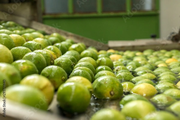 Obraz Automated lemon fruit washing line with conveyor belt