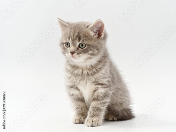Obraz little beautiful funny british kitten on white background