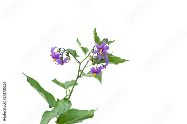 Fototapeta Deadly Nightshade flowers Isolated on white. berries are poisonous and used for treatment in alternative medicine