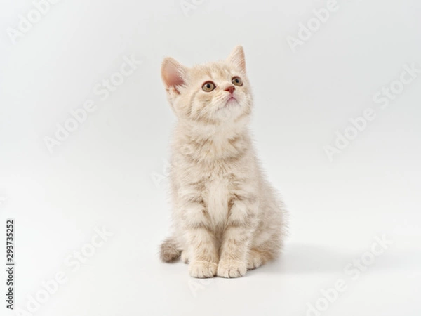 Fototapeta little beautiful funny british kitten on white background