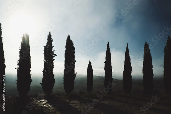 Obraz cypress and road in tuscany tuscan countryside with blue sky