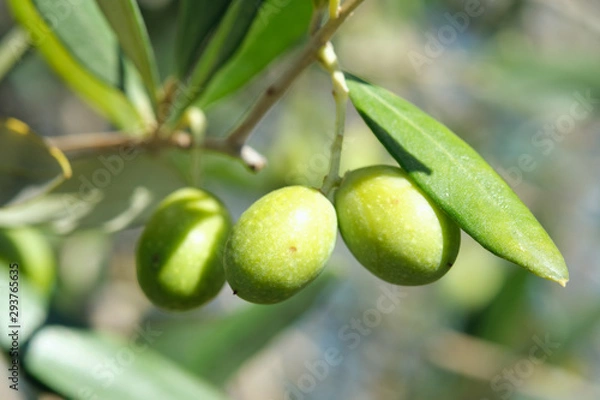 Fototapeta Macro Closeup Close-up on olive olives on a tree in tuscany in autumn