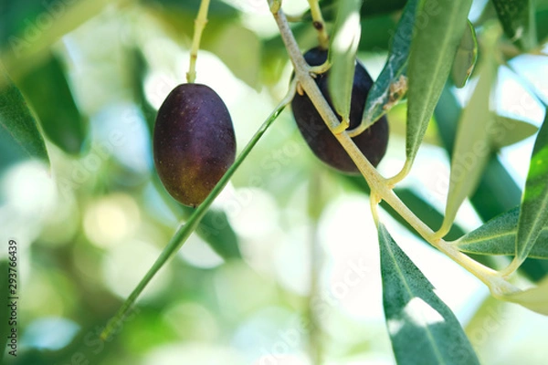 Fototapeta Macro Closeup Close-up on olive olives on a tree in tuscany in autumn