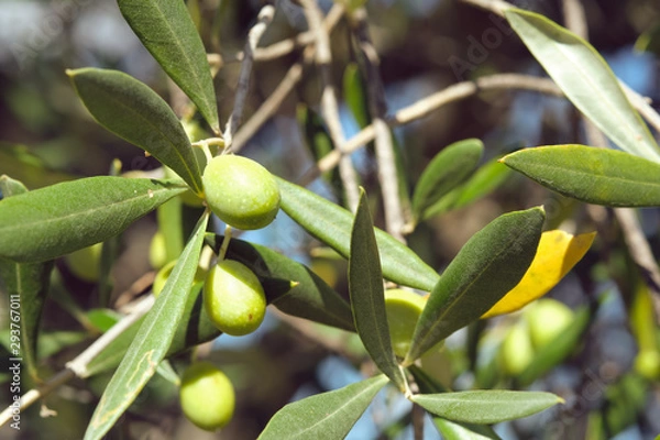 Fototapeta Macro Closeup Close-up on olive olives on a tree in tuscany in autumn
