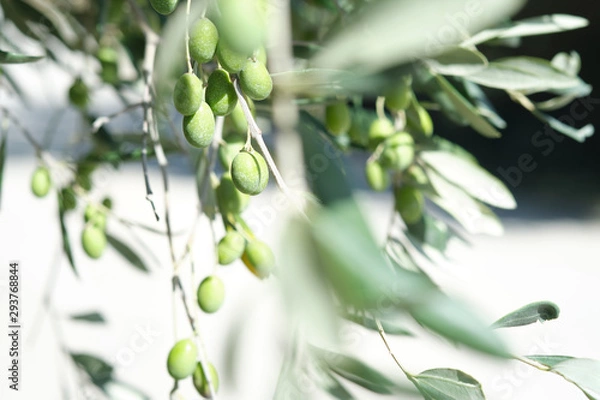 Fototapeta Macro Closeup Close-up on olive olives on a tree in tuscany in autumn