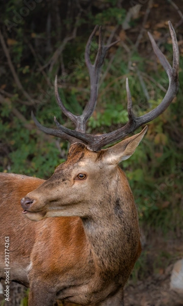 Obraz deer in the forest