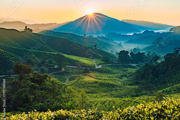 Obraz Sunrise of Tea fields in Cameron Highlands, Malaysia
