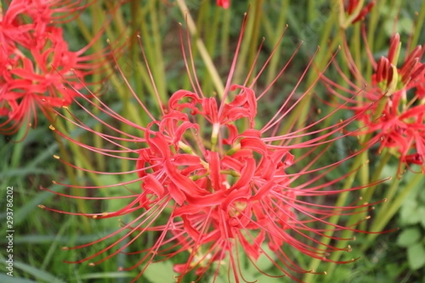 Fototapeta 彼岸花　群生