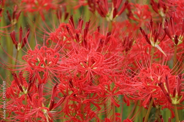 Fototapeta 彼岸花　群生