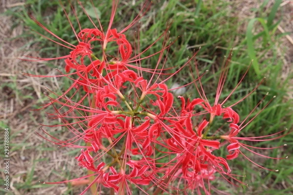 Fototapeta 彼岸花　群生