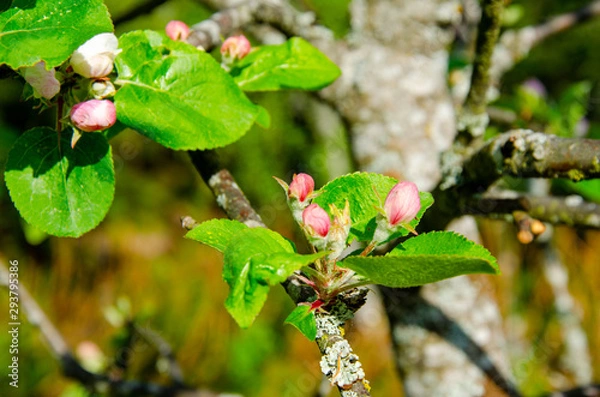Obraz Blossoming Flowers Appel tree