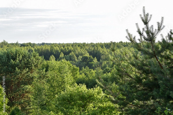 Fototapeta Sky with clouds over a dense forest.