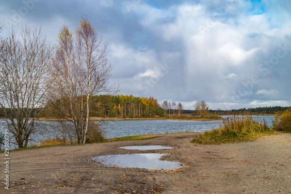 Obraz forest in autumn