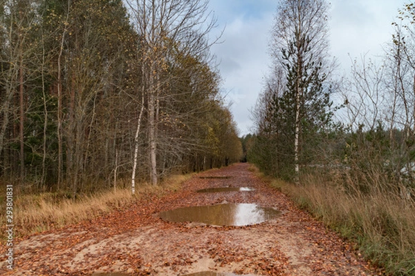 Obraz forest in autumn