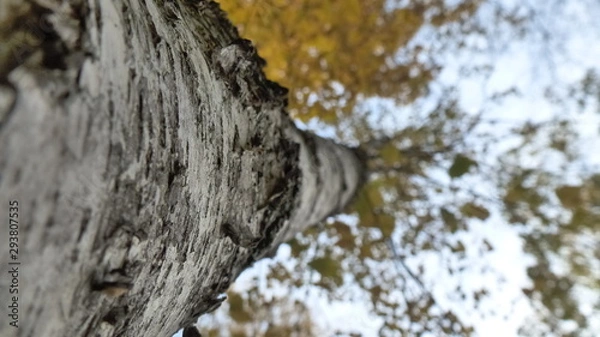 Fototapeta autumn forest